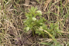 Helleborus viridis