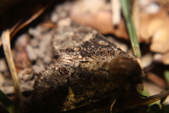 Phosphila turbulenta