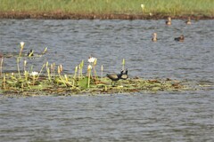 Metopidius indicus