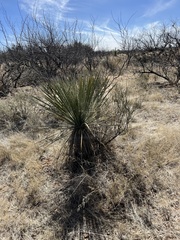 Yucca elata