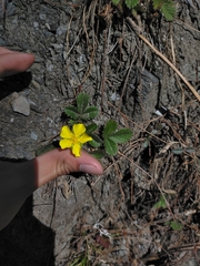 Potentilla matsumurae
