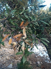 Quercus hypoleucoides