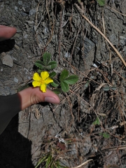 Potentilla matsumurae