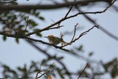 Merops orientalis