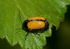 Cryptocephalus marginatus