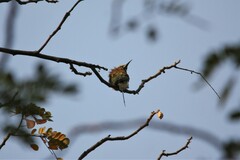 Merops orientalis