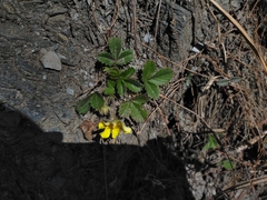 Potentilla matsumurae