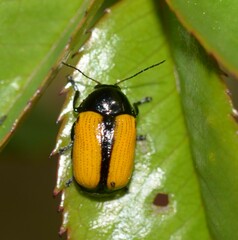 Cryptocephalus marginatus