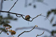 Merops orientalis
