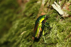 Trigonophorus