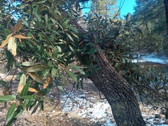 Quercus hypoleucoides