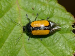 Cryptocephalus marginatus