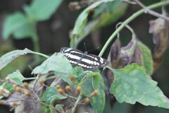 Neptis hylas