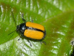 Cryptocephalus marginatus