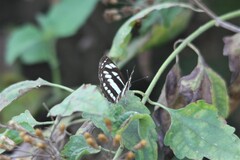 Neptis hylas
