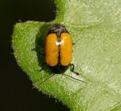 Cryptocephalus marginatus