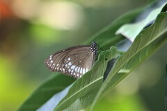 Euploea core