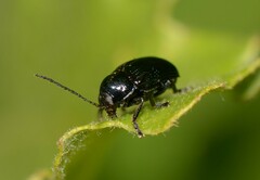 Cryptocephalus marginatus