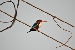 Halcyon smyrnensis