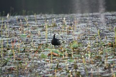 Metopidius indicus