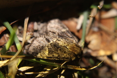 Phosphila turbulenta