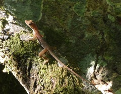 Anolis polylepis