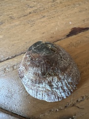 Pododesmus macrochisma