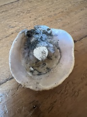 Pododesmus macrochisma