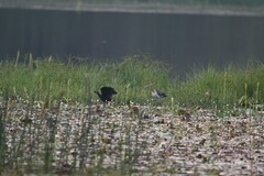 Metopidius indicus