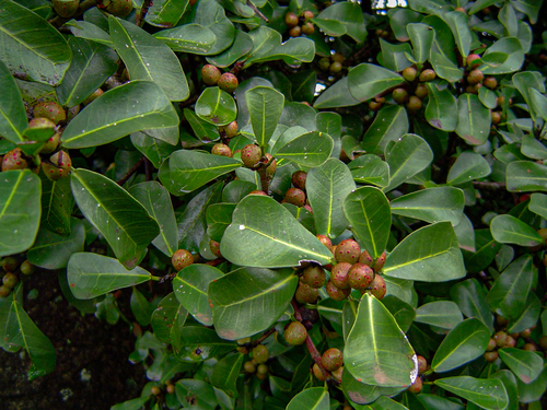Ficus craterostoma image