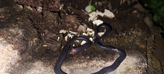Caecilia gracilis