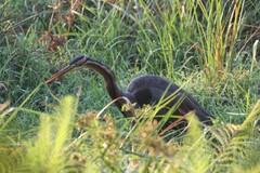 Ardea purpurea