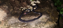 Caecilia gracilis