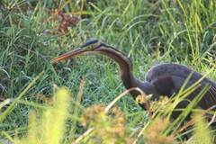 Ardea purpurea