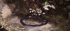 Caecilia gracilis
