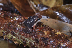 Anomaloglossus baeobatrachus