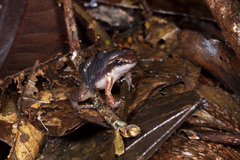 Anomaloglossus baeobatrachus