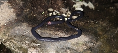 Caecilia gracilis
