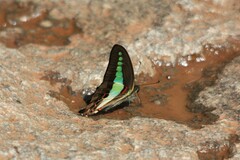Graphium teredon