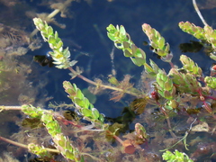 Myriophyllum quitense