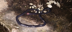 Caecilia gracilis