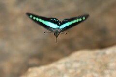 Graphium teredon
