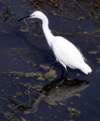 Egretta garzetta