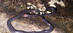 Caecilia gracilis