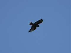 Buteo buteo