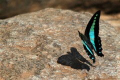 Graphium teredon