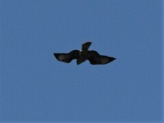 Buteo buteo