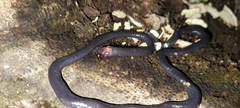 Caecilia gracilis