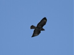 Buteo buteo