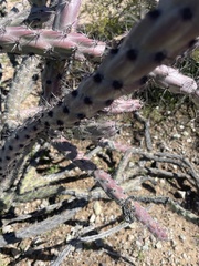Cylindropuntia thurberi versicolor